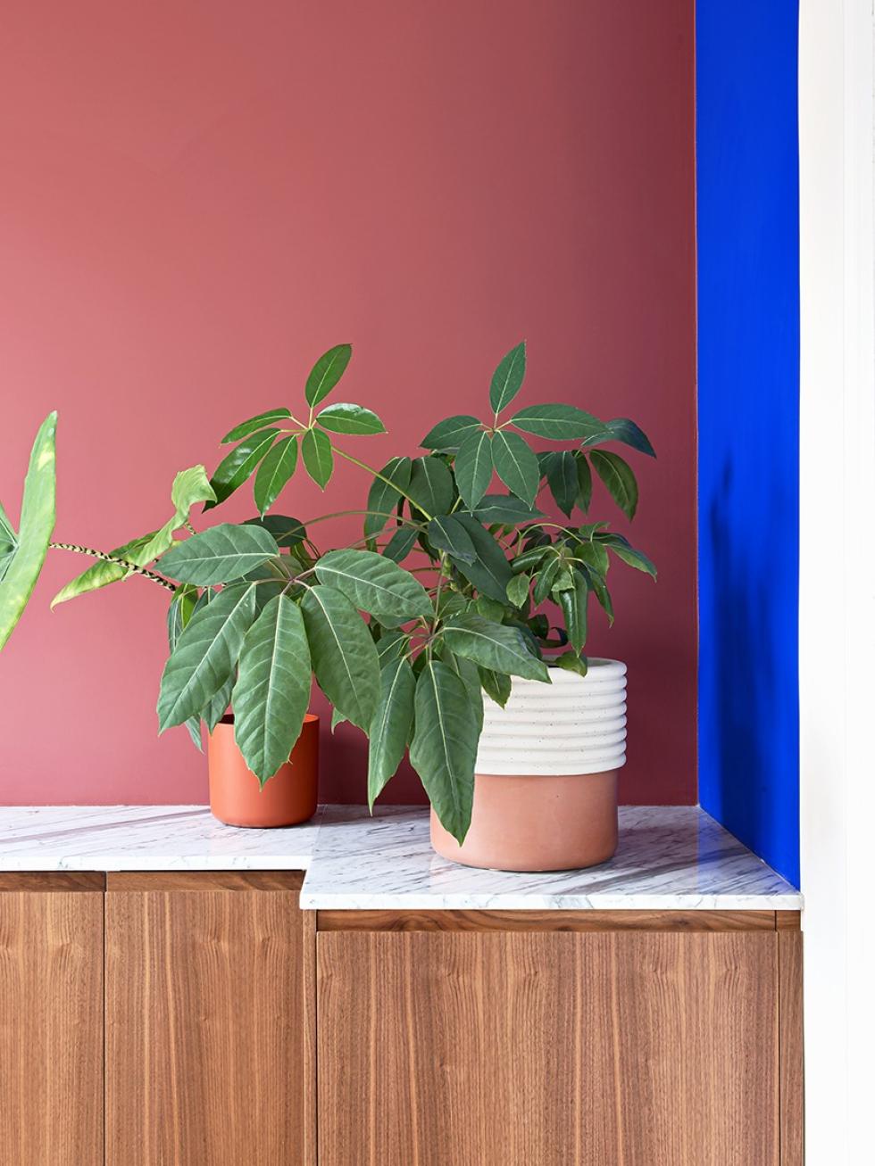 Walnuss-Sideboard, bordeauxfarbene Wand